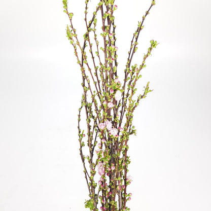 Plum Blossom - Light Pink 100cm