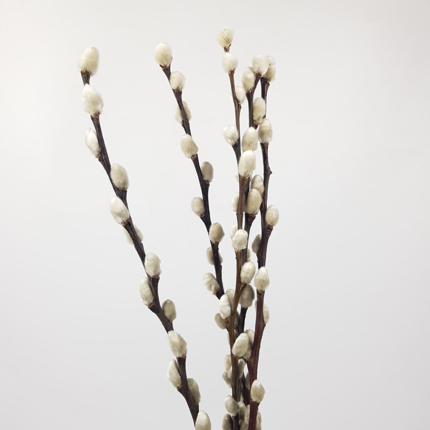 Salix Pussy Willow Snow Flake - 70cm