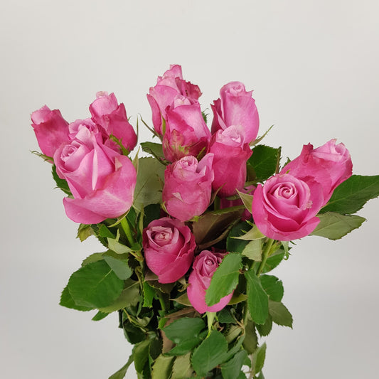 Rose Deep Water - 2 Tone Pink 50cm [20 Stems]