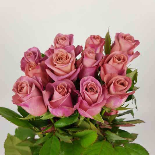 Rose Barista - Brown Purple 50cm [20 Stems]