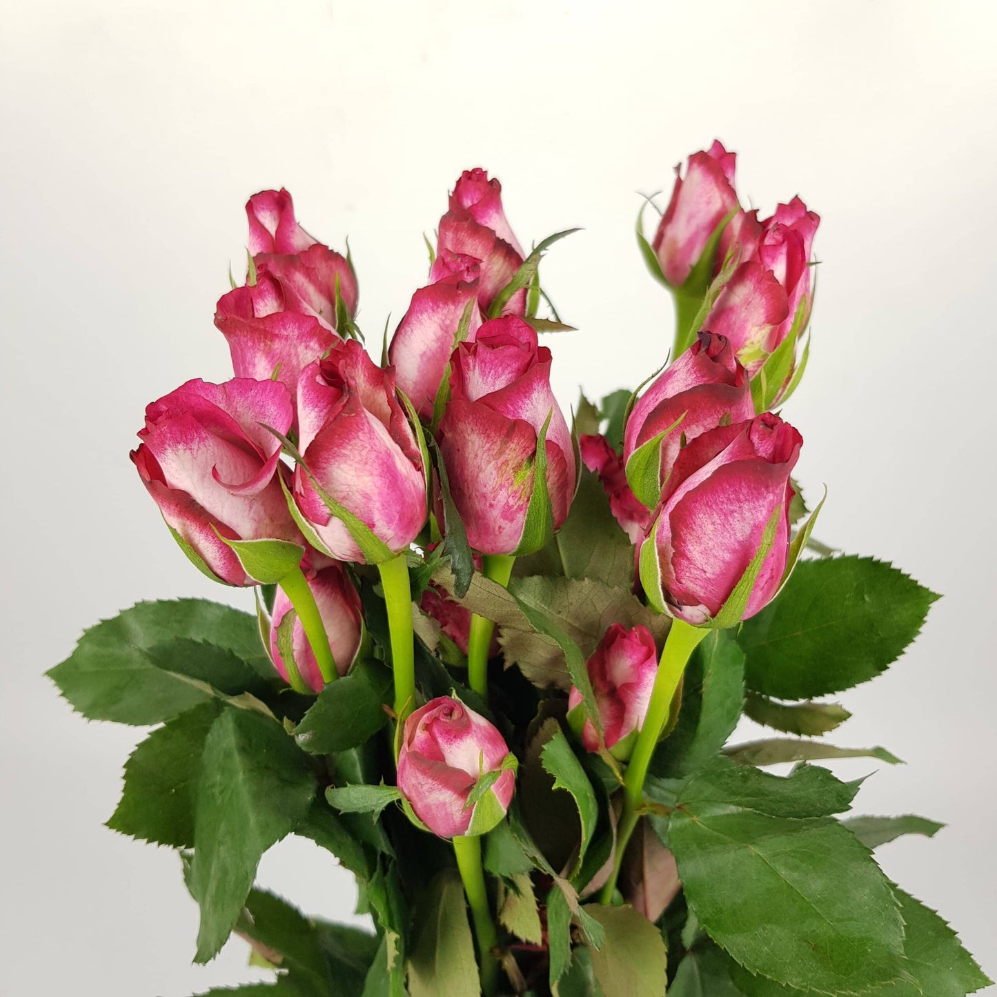 Rose Moza - 2 Tone Red 50cm [20 Stems]