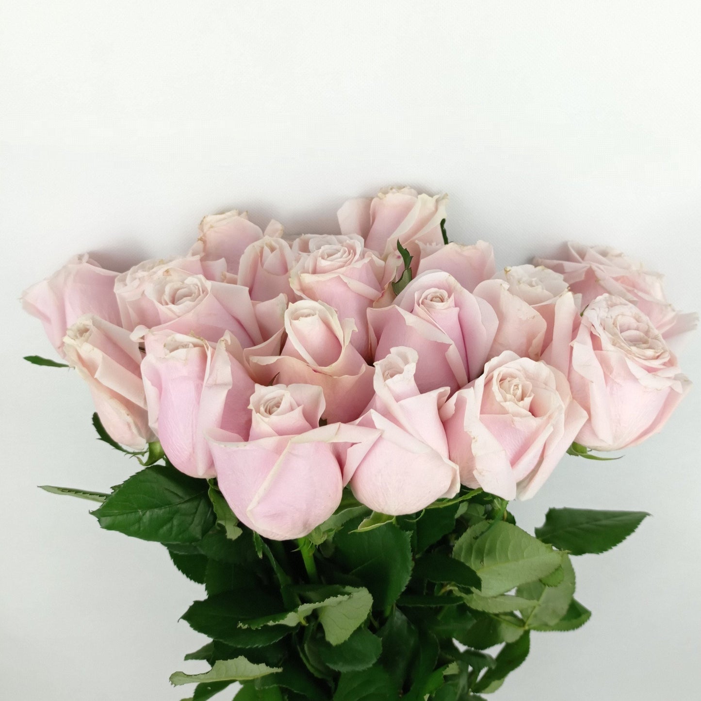 Rose - Light Pink Avalanch [20 Stems]