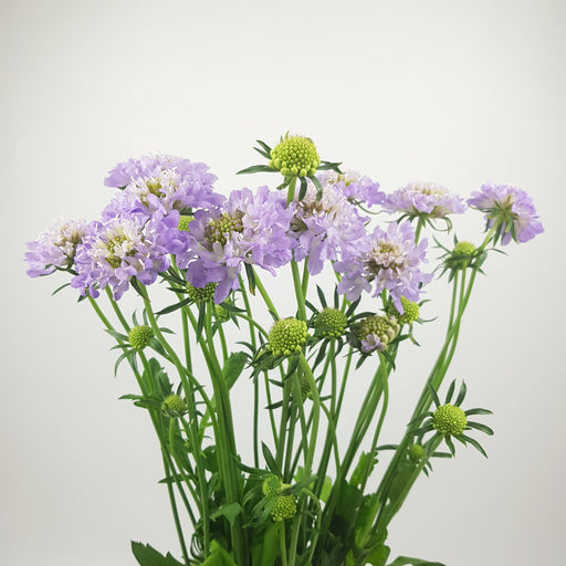 Scabiosa Atropurpurea/Sweet Scabiousa (Imported) - Light Purple