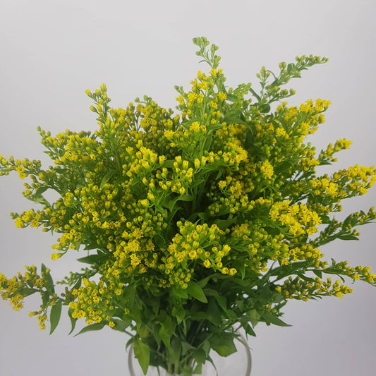 Solidago Carzan Glory