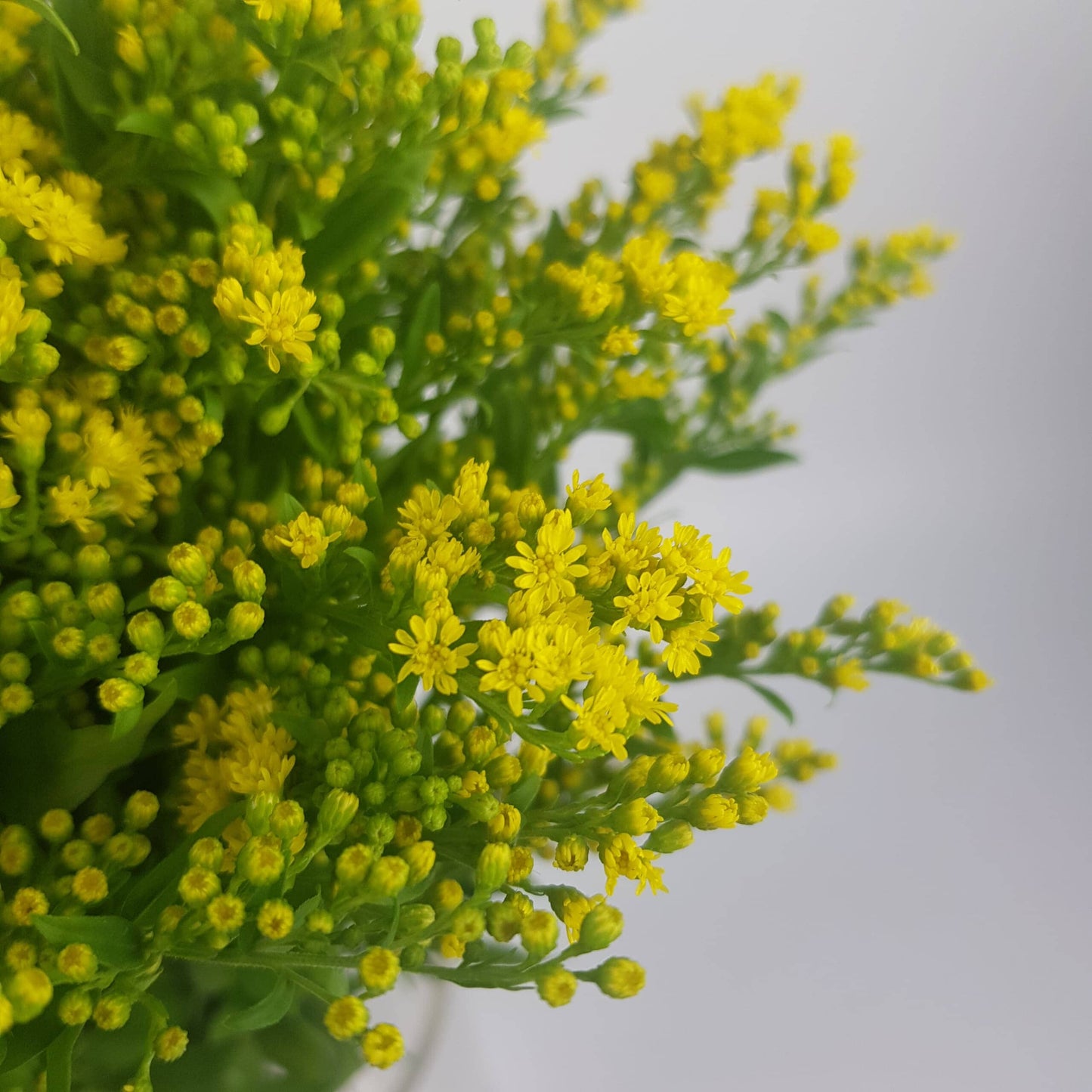 Solidago Carzan Glory