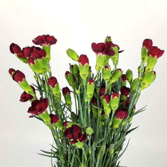 Spray Carnation - Maroon Red