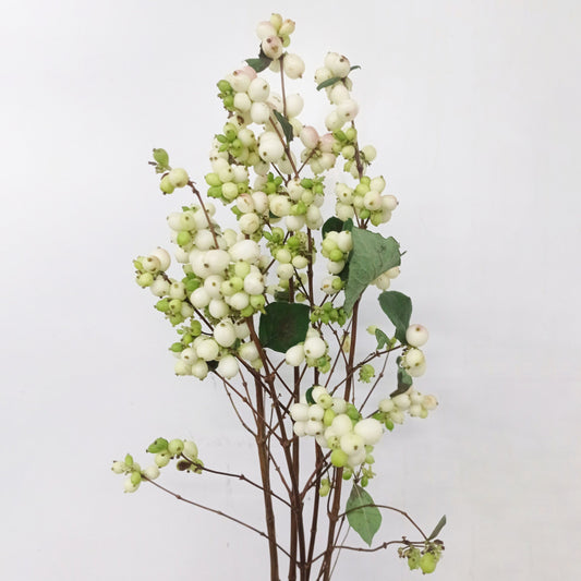 Symphoricarpos - White (5 Stems)