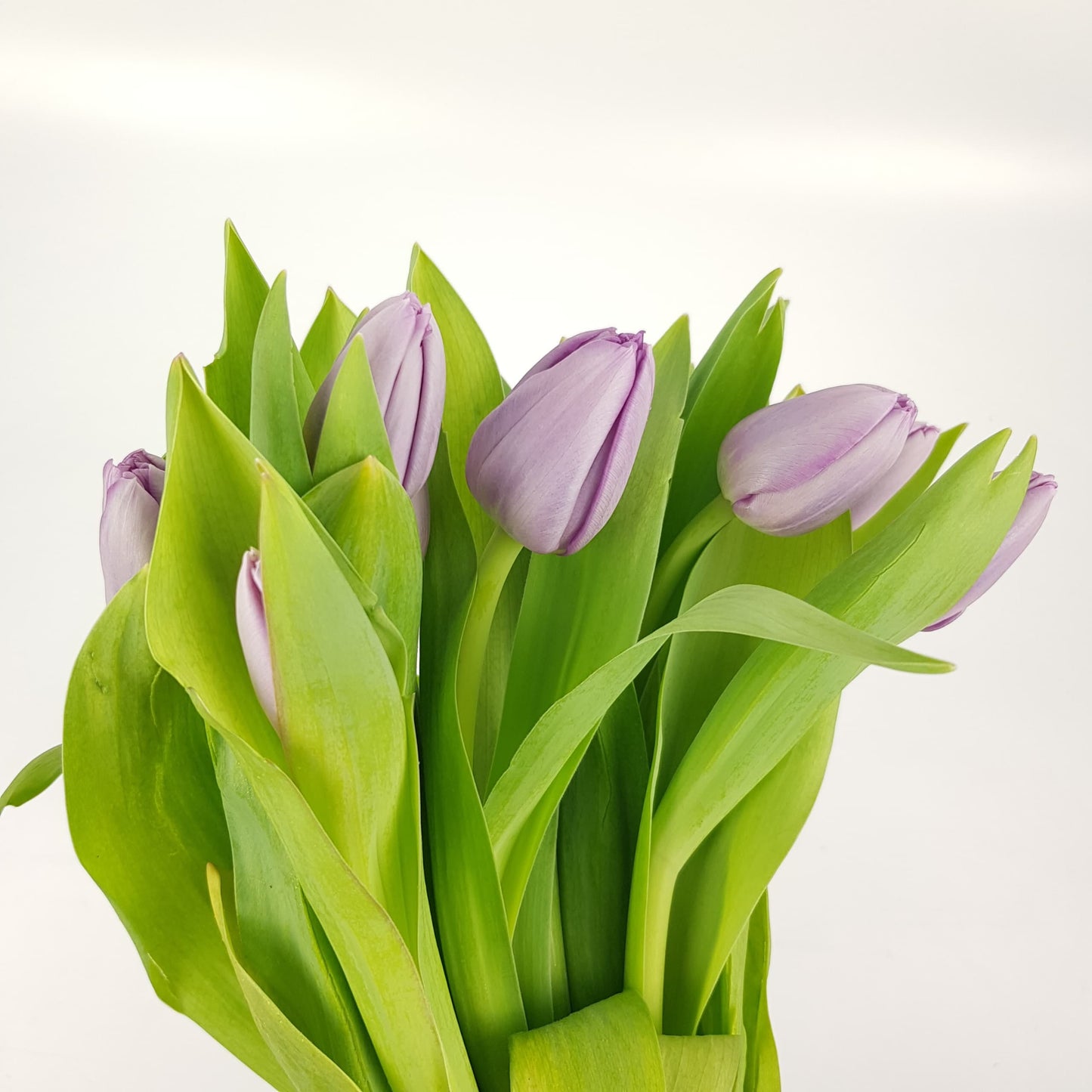 Tulip - Lilac