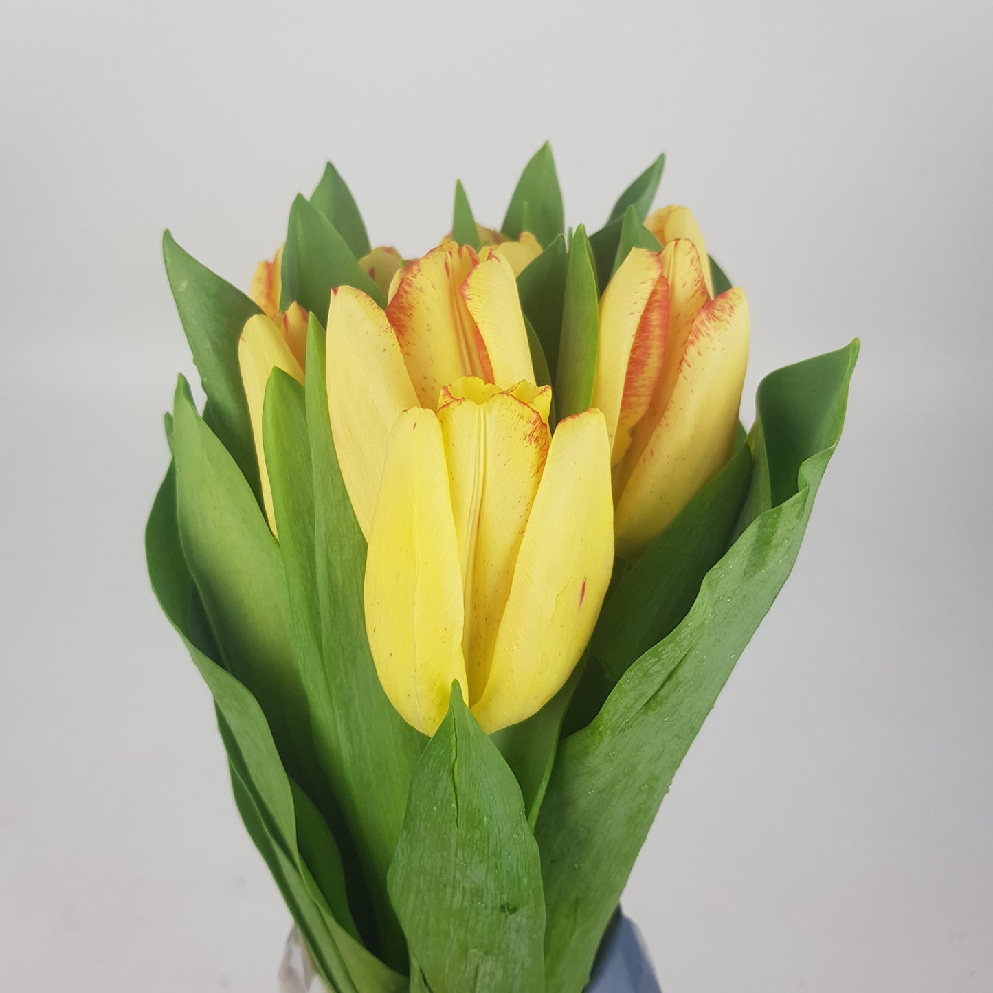 Tulip - 2 Tone Yellow