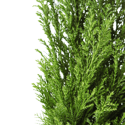 Pot Cupressus P8.5 - Mix