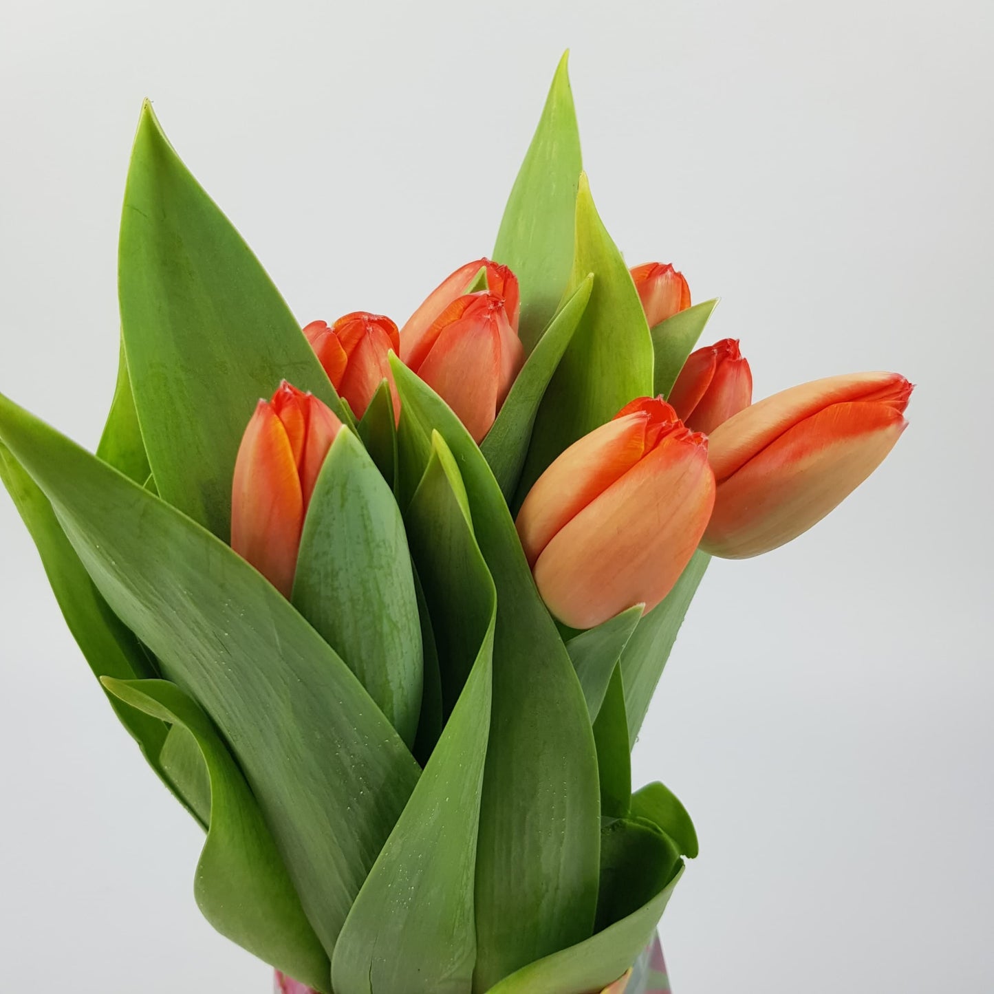 Tulip - Orange