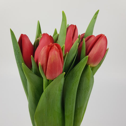 Tulip - 2 Tone Red