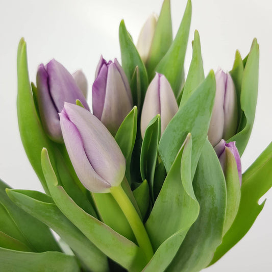 Tulip - Light Purple