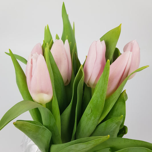 Tulip - Light Pink