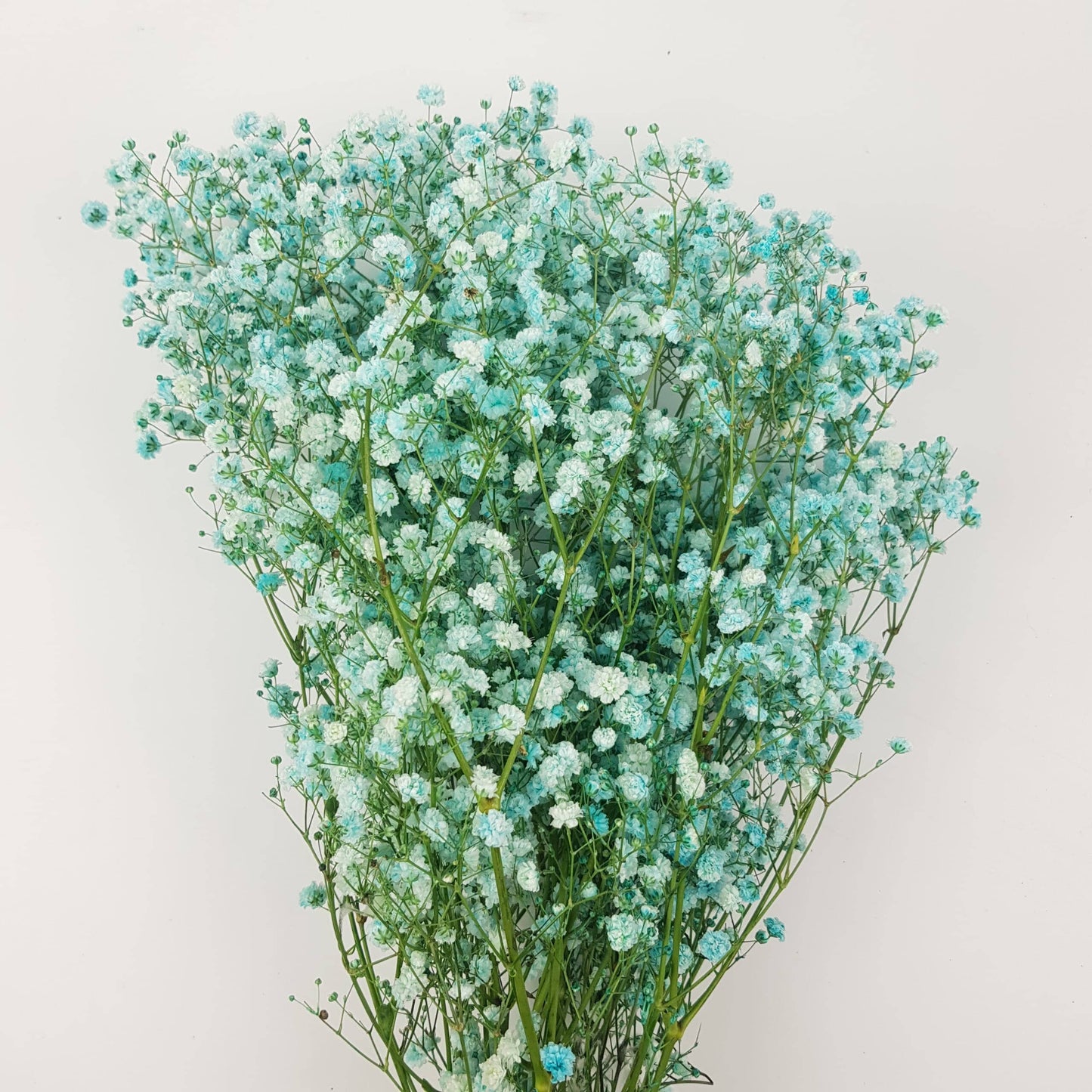 Gypsophila Baby's Breath (Imported) - Blue [10 Stems]