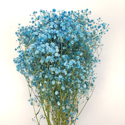 Gypsophila Baby's Breath (Imported) - Dark Blue [10 Stems]