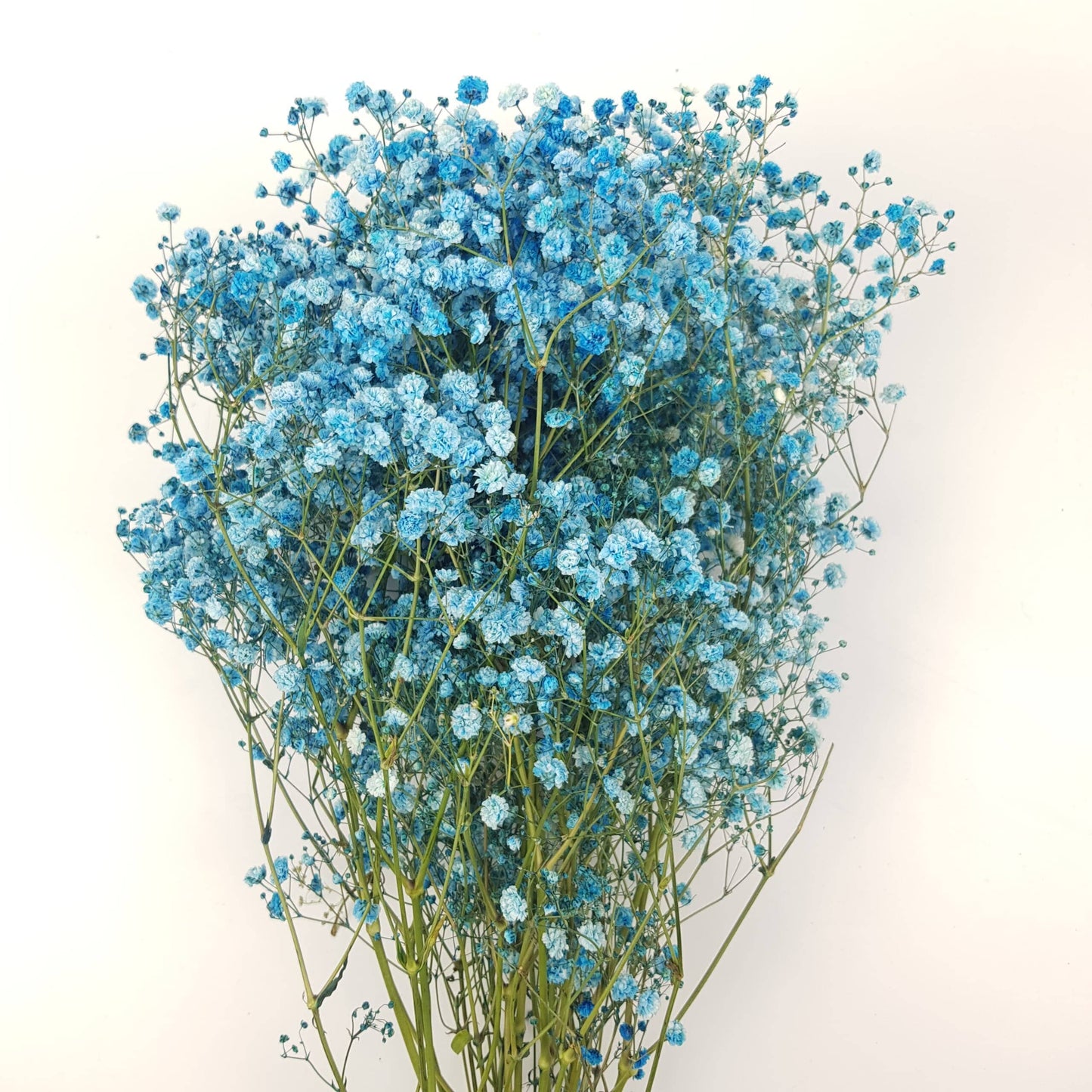 Gypsophila Baby's Breath (Imported) - Dark Blue [5 Stems]