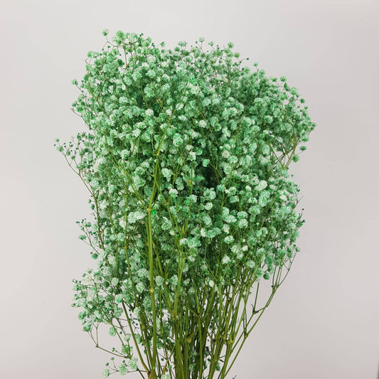 Gypsophila Baby's Breath (Imported) - Green [10 Stems]