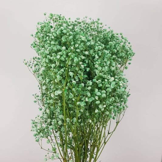 Gypsophila Baby's Breath (Imported) - Green [5 Stems]