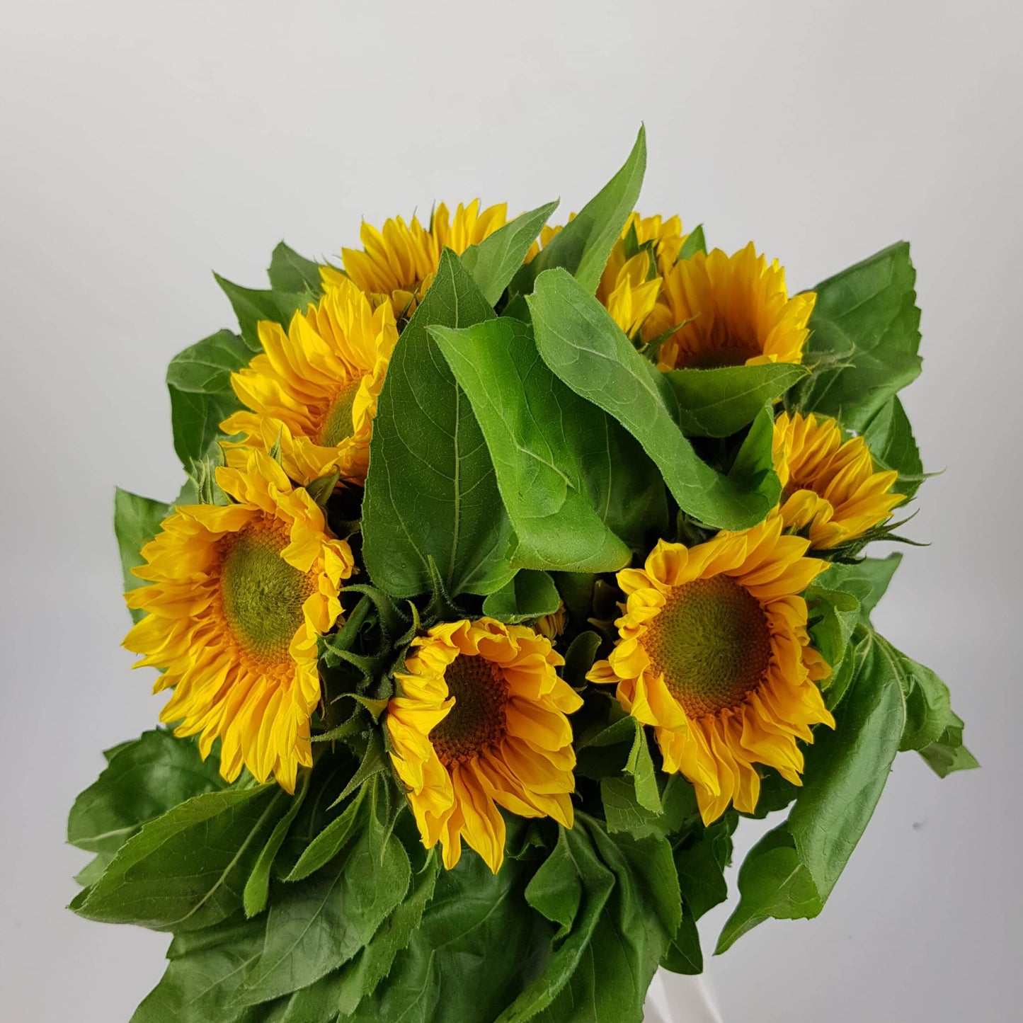 Helianthus Mini Sunflower - Green Head