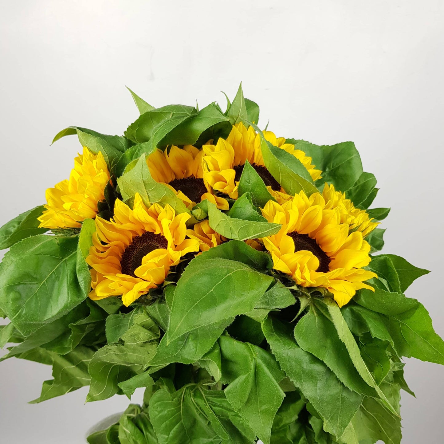 Helianthus Mini Sunflower - Black Head