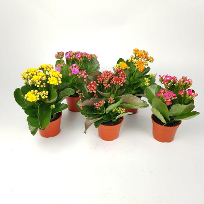 Kalanchoe P80