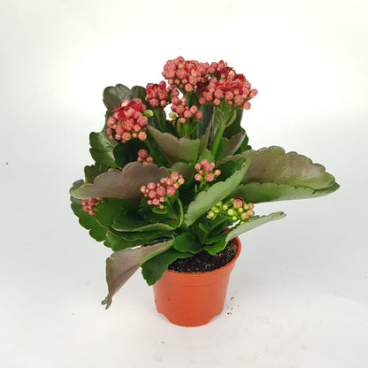 Kalanchoe P80