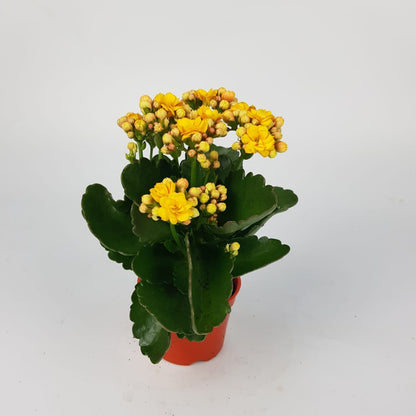 Kalanchoe P80