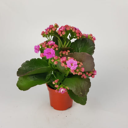 Kalanchoe P80