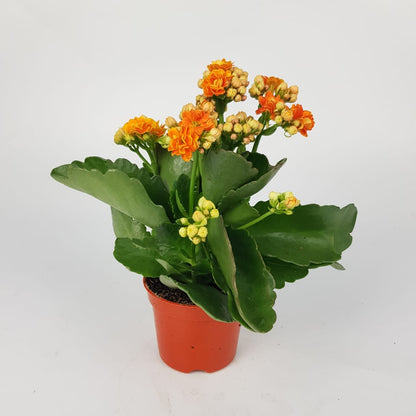 Kalanchoe P80