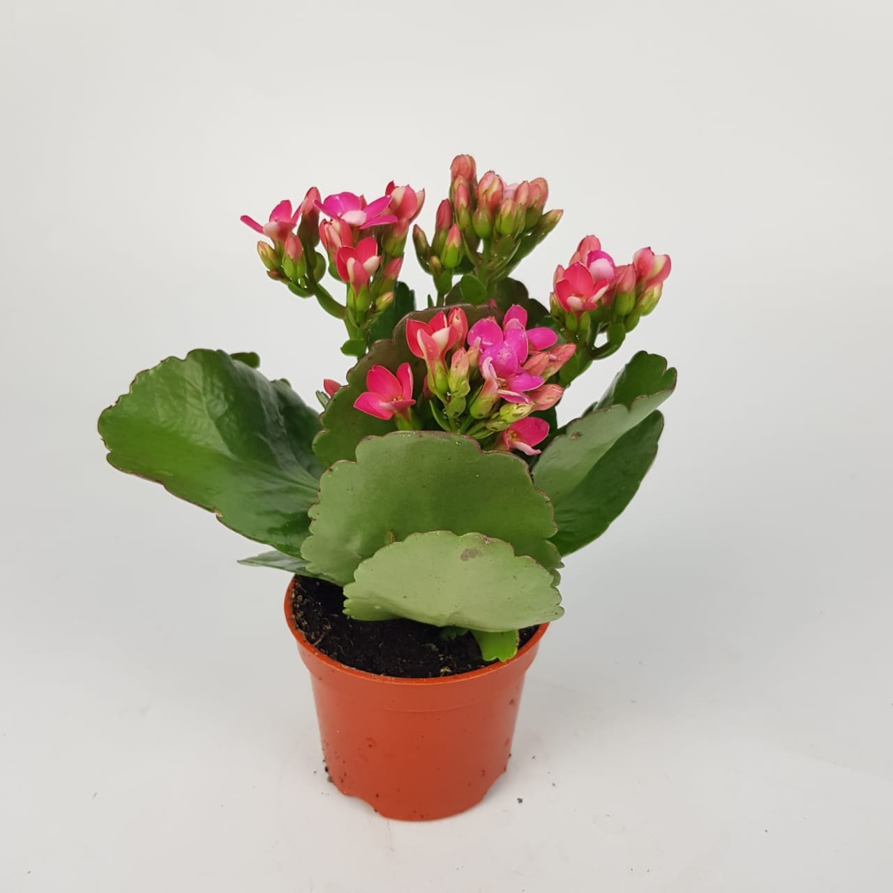 Kalanchoe P80