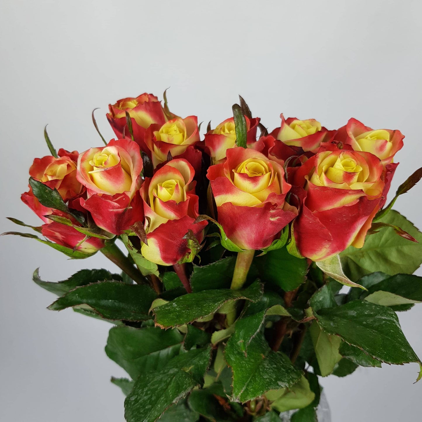 Rose - 2 Tone Cream + Red (10 Stems)