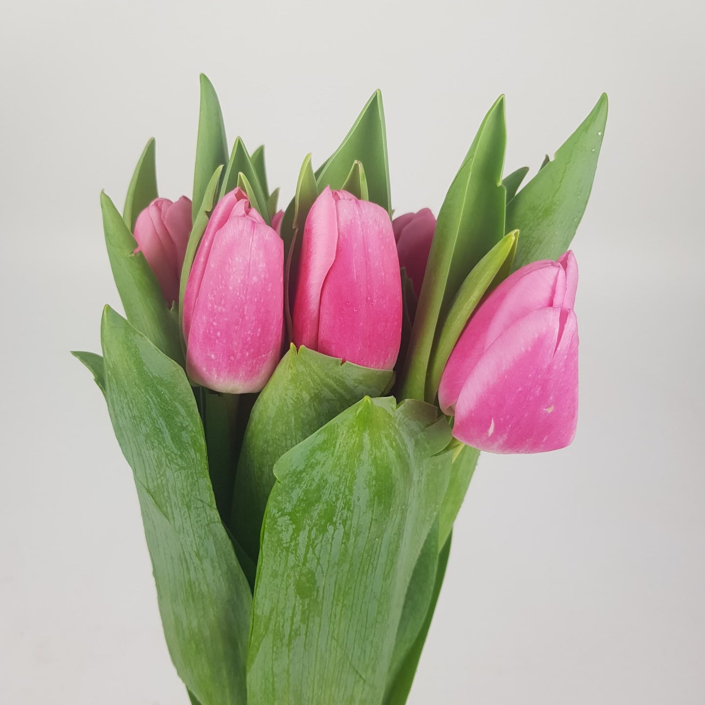 Tulip - 2 Tone Pink