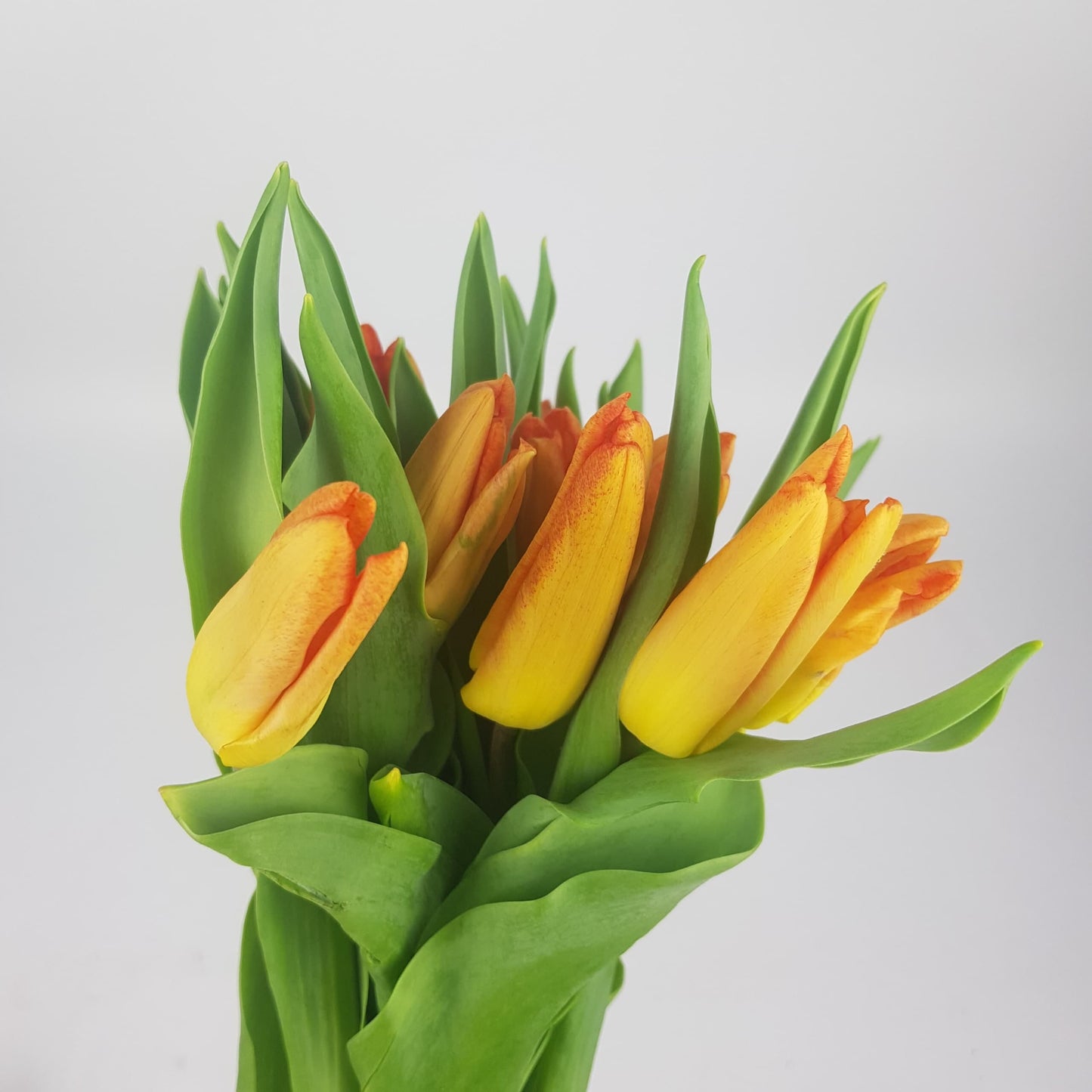 Tulip - 2 Tone Yellow Orange