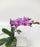 Phalaenopsis Mini Double Stem (Imported)