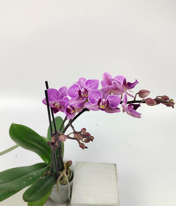 Phalaenopsis Mini Double Stem (Imported)