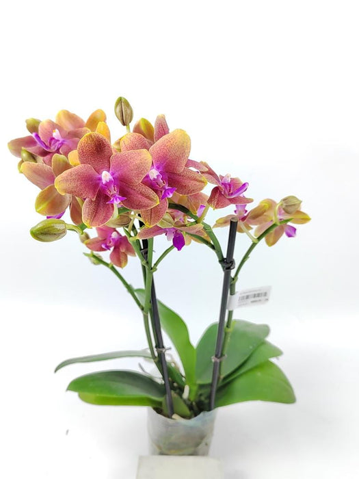 Phalaenopsis Mini Double Stem (Imported)