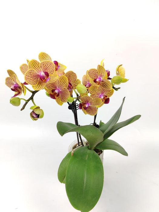 Phalaenopsis Mini Double Stem (Imported)