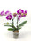 Phalaenopsis Mini Double Stem (Imported)