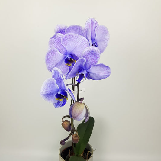 Phalaenopsis Dyed - Purple