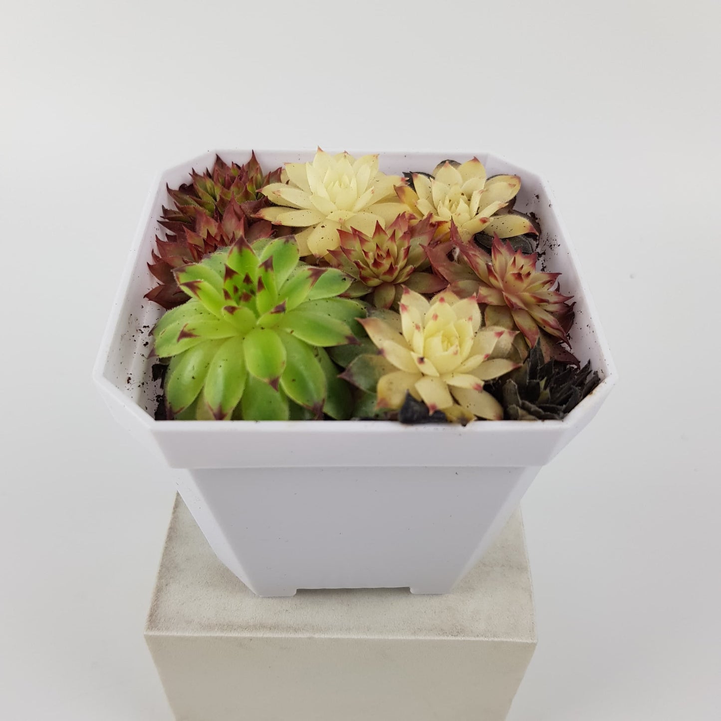 Succulent Arrangement