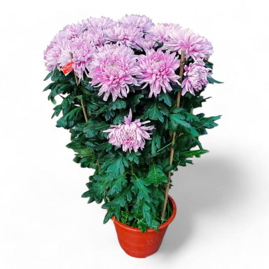 Chrysanthemum - Light Purple (3ft)