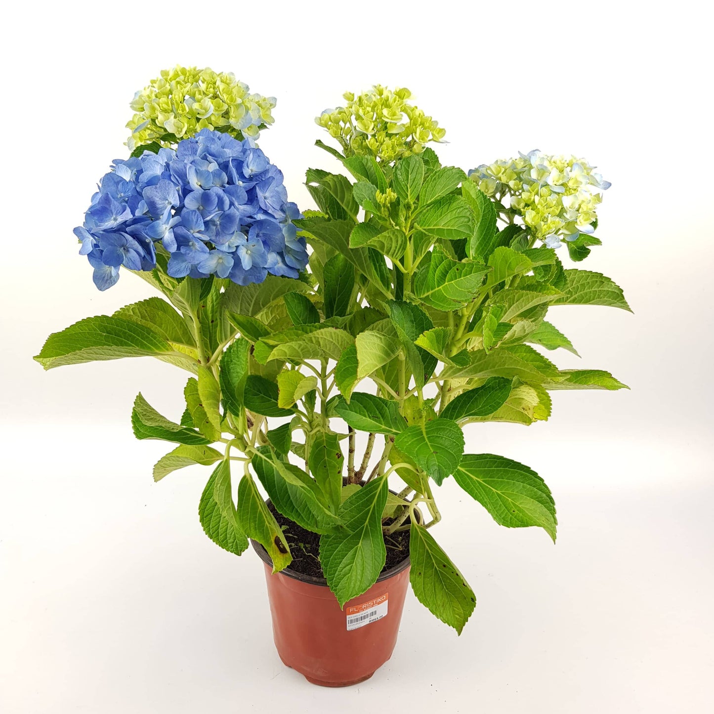 Pot Hydrangea - P15