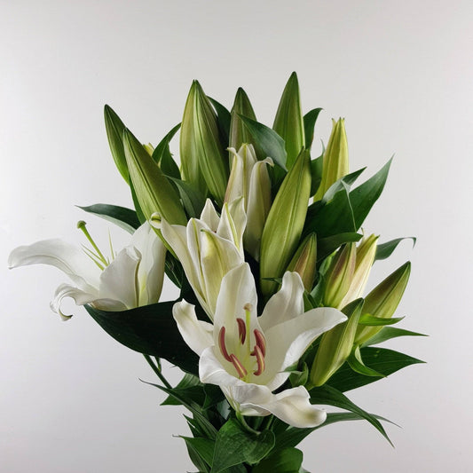 Lily - Zambesi White