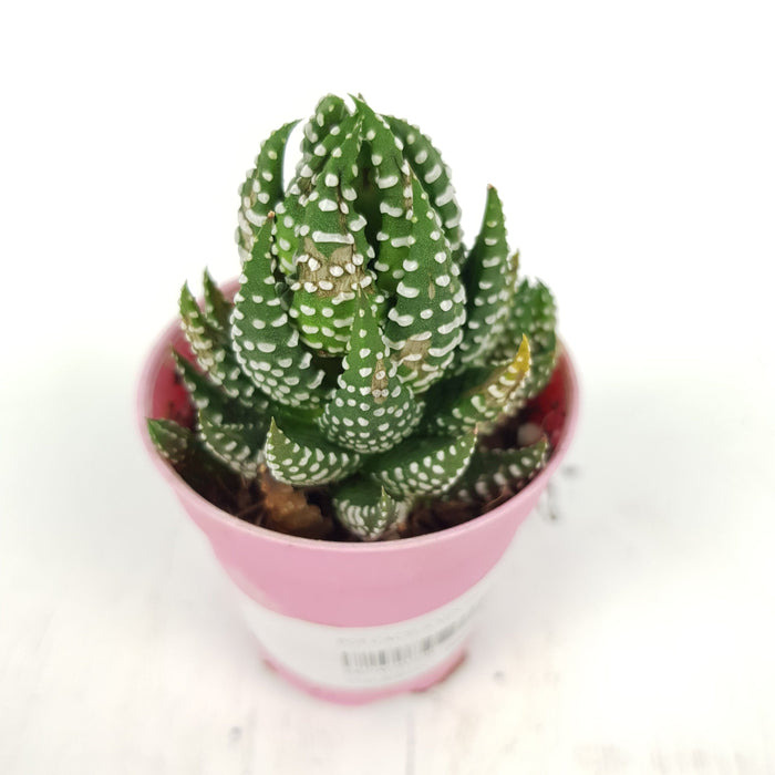 Succulent (Small)