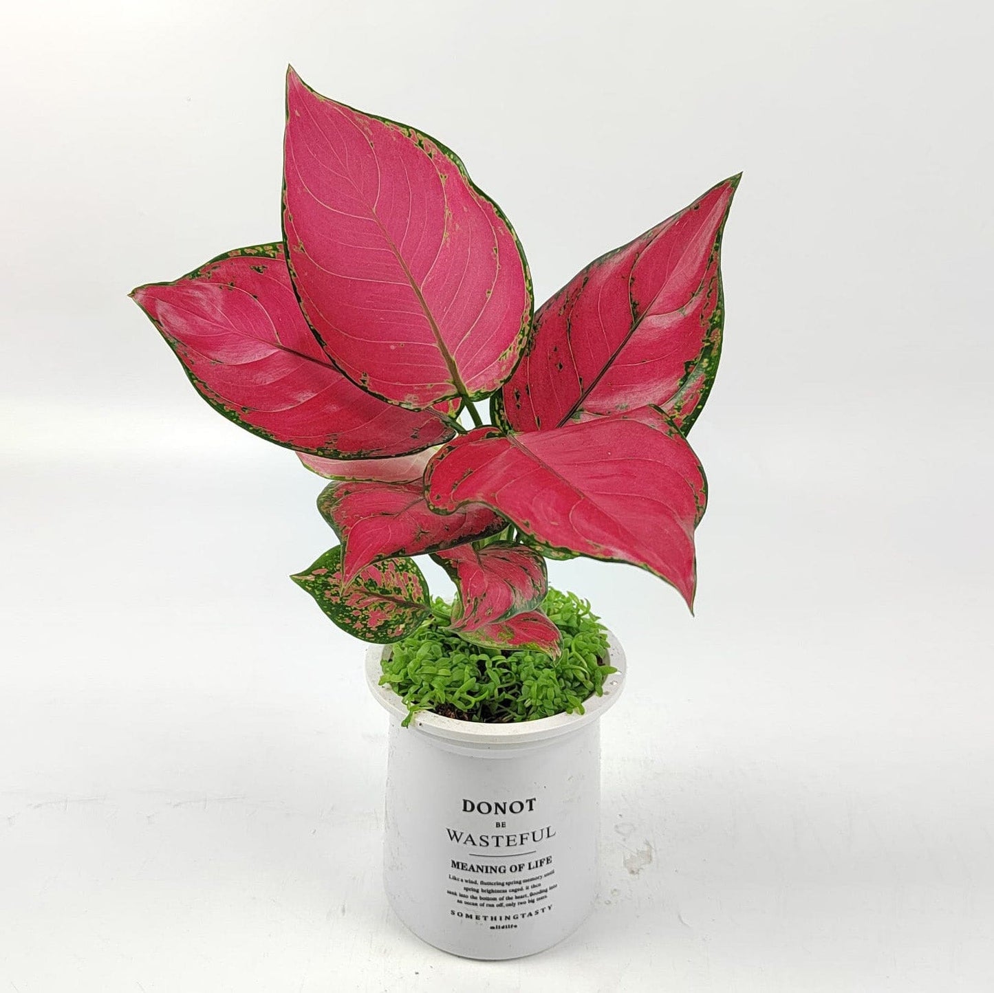 Aglaonema Ruby P110 (Hydroponic Pot)