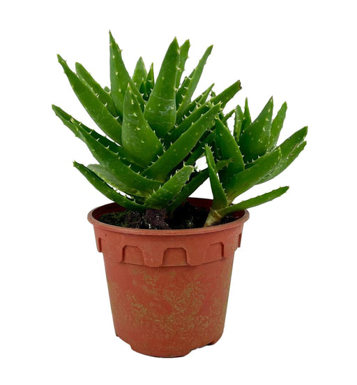 Aloe Vera P120