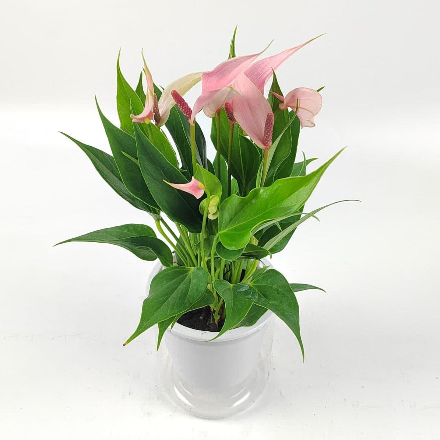 Anthurium Pink P110 (Hydroponic Pot)