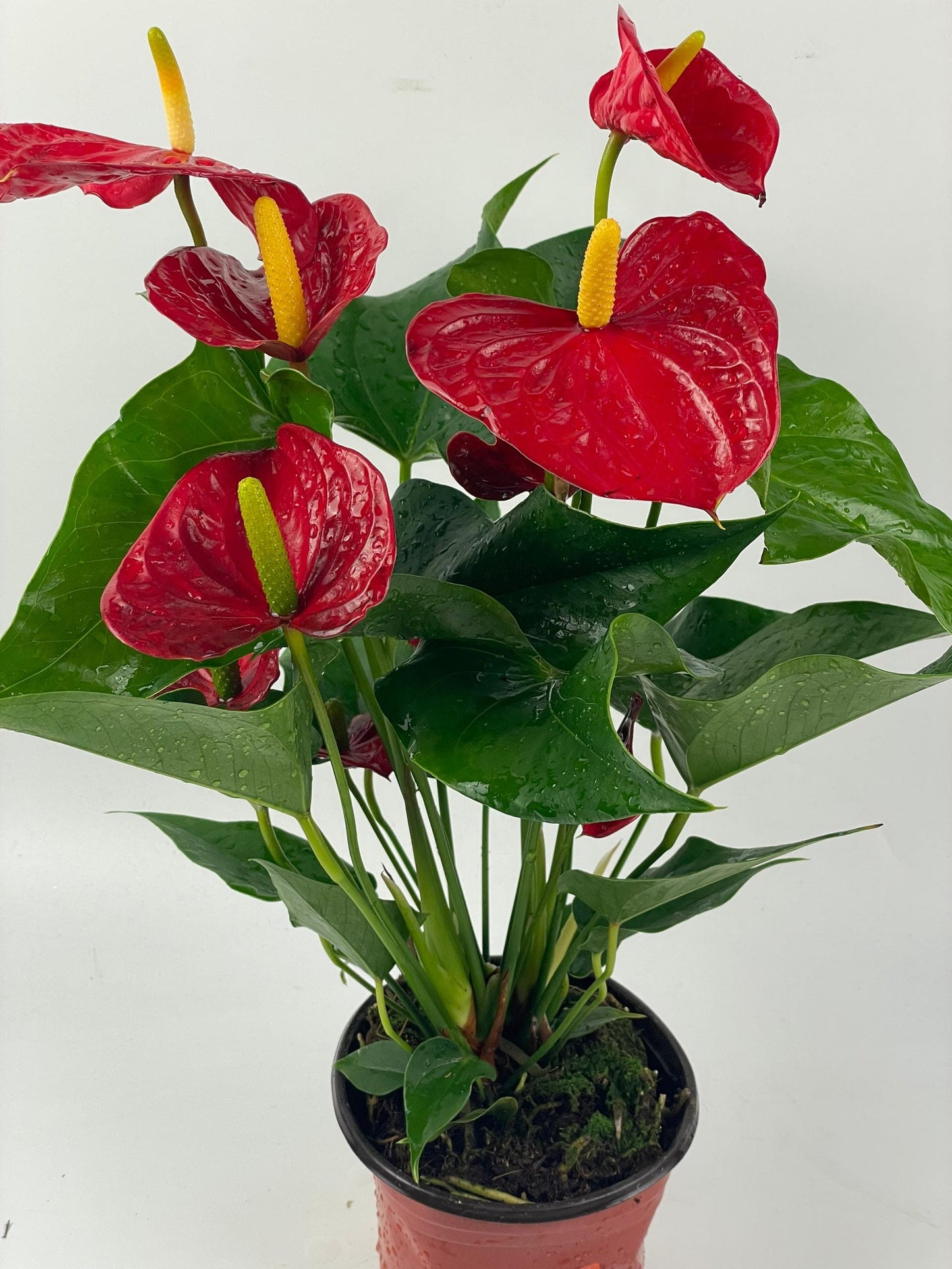 Anthurium Plant (P150)