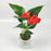 Anthurium P110 (Hydroponic Pot)